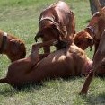 pak Brassila zjistila, že jí trochu přerostly přes hlavu