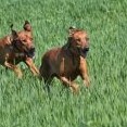 coursing v obilí