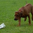 coursing - Berllyn