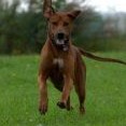 coursing - Rif