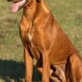 září 2011 - v 6. měsících váha 32 kg, výška 67 cm