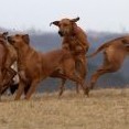 vychajdy mají pořád stejný průběh - hrátky, honičky a pošťuchování