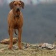 Berlouškovi se z vychajdy nechce ani po několika hodinách 