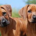 Dur and his sister  Dziya aged 2 months