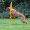 Dafinka měla v agility premiéru