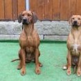 naše oslavenkyně - zleva Mellory, Berllyna, Dafina a Brassila