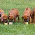 odchovy CHS Magmabona / progeny Magmabona kennel