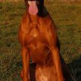 červenec 2015 - v 1. roce váha 31 kg, výška 63 cm