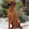 Brianne - listopad 2017 - v 6. měsících váha 22,5 kg, výška 57,5 cm
