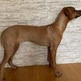 leden 2019 - v 6. měsících váha 25 kg, výška 62 cm