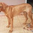 leden 2019 - v 6. měsících váha 27 kg, výška 60 cm