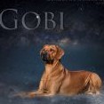 Gobi