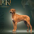 Leki